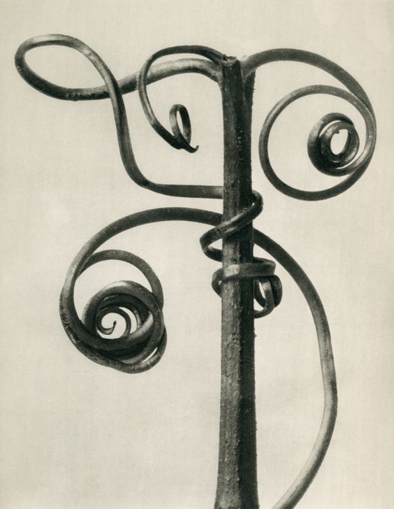 Karl Blossfeldt (German, 1865-1932), Cucurbita – Pumpkin tendrils, before 1928.
Karl Blossfeldt Collection at the University of the Arts Berlin.