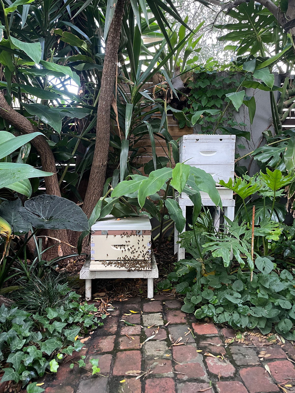 My beehive